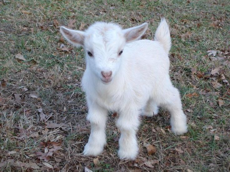 Baby lamb