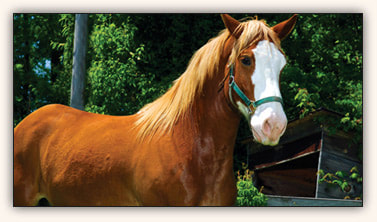 pretty horse in woods